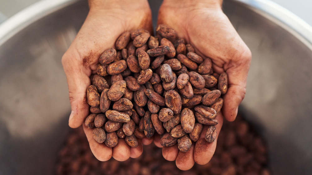 hands holding cocoa beans