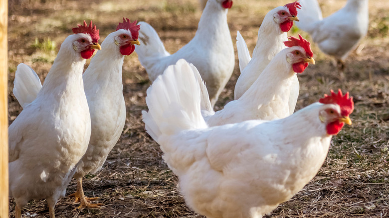 Leghorn chickens grazing