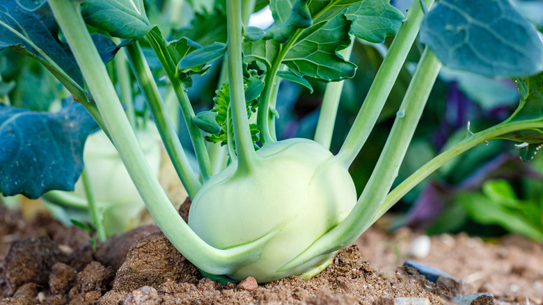 Kohlrabi in dirt