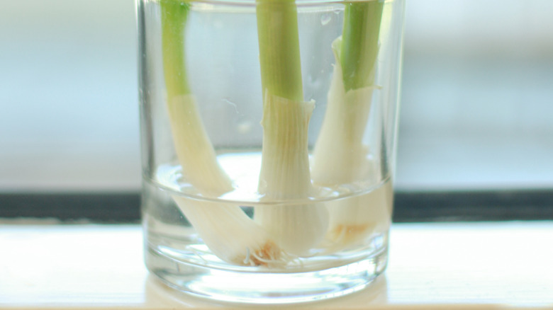 Scallion stored in water