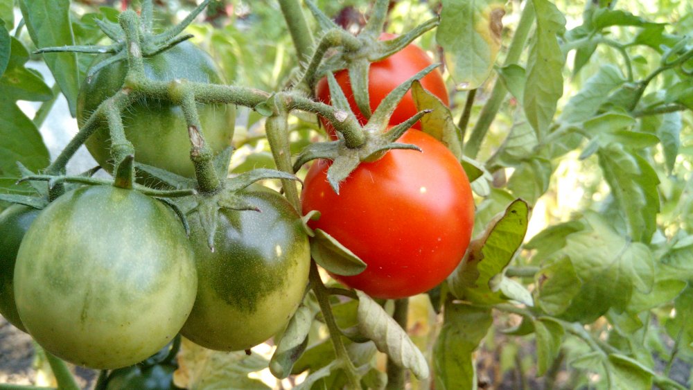 tomato on vine