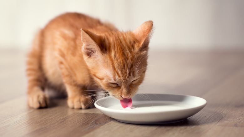 cat drinking milk